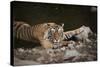 Bengal Tiger, Ranthambhore National Park, Rajasthan, India, Asia-Janette Hill-Stretched Canvas