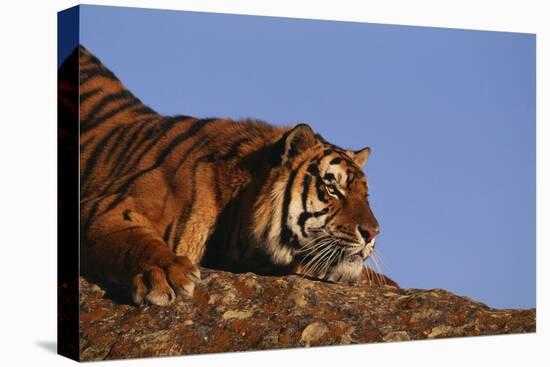 Bengal Tiger Resting on Rocks-DLILLC-Stretched Canvas