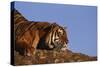 Bengal Tiger Resting on Rocks-DLILLC-Stretched Canvas