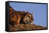 Bengal Tiger Resting on Rocks-DLILLC-Framed Stretched Canvas