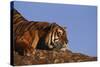 Bengal Tiger Resting on Rocks-DLILLC-Stretched Canvas