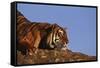 Bengal Tiger Resting on Rocks-DLILLC-Framed Stretched Canvas