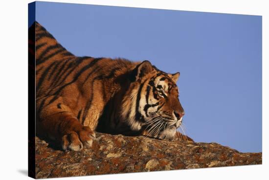 Bengal Tiger Resting on Rocks-DLILLC-Stretched Canvas