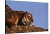 Bengal Tiger Resting on Rocks-DLILLC-Stretched Canvas