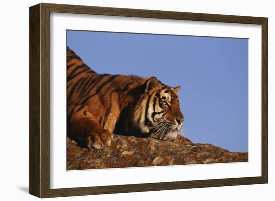 Bengal Tiger Resting on Rocks-DLILLC-Framed Photographic Print