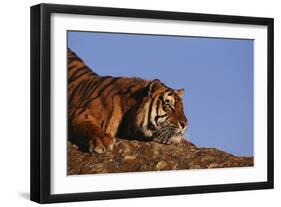 Bengal Tiger Resting on Rocks-DLILLC-Framed Photographic Print