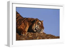 Bengal Tiger Resting on Rocks-DLILLC-Framed Photographic Print