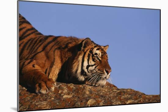 Bengal Tiger Resting on Rocks-DLILLC-Mounted Photographic Print