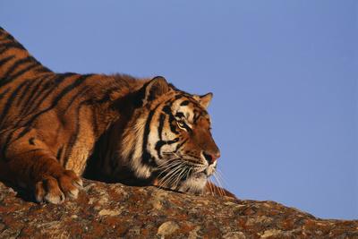 Bengal Tiger Resting on Rocks' Photographic Print - DLILLC Bengal Tiger Resting on Rocks' Photographic Print - DLILLC