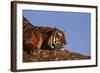 Bengal Tiger Resting on Rocks-DLILLC-Framed Photographic Print