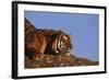 Bengal Tiger Resting on Rocks-DLILLC-Framed Photographic Print