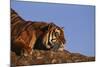 Bengal Tiger Resting on Rocks-DLILLC-Mounted Photographic Print