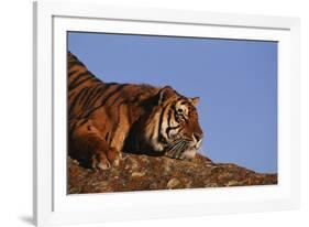 Bengal Tiger Resting on Rocks-DLILLC-Framed Photographic Print