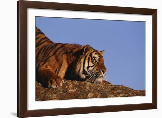 Bengal Tiger Resting on Rocks-DLILLC-Framed Photographic Print