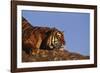 Bengal Tiger Resting on Rocks-DLILLC-Framed Photographic Print