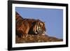 Bengal Tiger Resting on Rocks-DLILLC-Framed Photographic Print