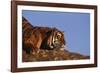 Bengal Tiger Resting on Rocks-DLILLC-Framed Photographic Print