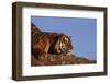 Bengal Tiger Resting on Rocks-DLILLC-Framed Photographic Print