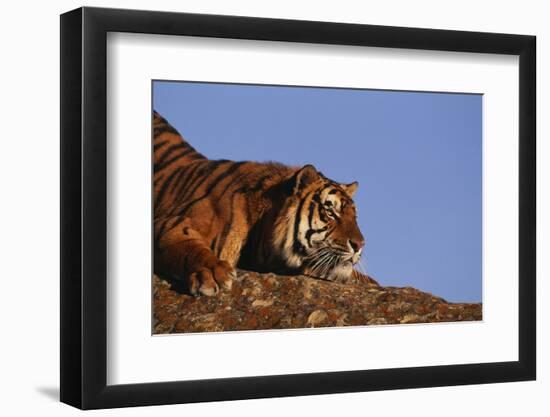 Bengal Tiger Resting on Rocks-DLILLC-Framed Photographic Print