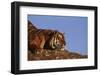 Bengal Tiger Resting on Rocks-DLILLC-Framed Photographic Print