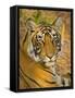 Bengal Tiger Resting Portrait, Ranthambhore Np, Rajasthan, India-T.j. Rich-Framed Stretched Canvas