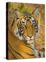 Bengal Tiger Resting Portrait, Ranthambhore Np, Rajasthan, India-T.j. Rich-Stretched Canvas