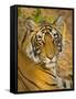 Bengal Tiger Resting Portrait, Ranthambhore Np, Rajasthan, India-T.j. Rich-Framed Stretched Canvas