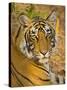 Bengal Tiger Resting Portrait, Ranthambhore Np, Rajasthan, India-T.j. Rich-Stretched Canvas