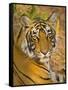 Bengal Tiger Resting Portrait, Ranthambhore Np, Rajasthan, India-T.j. Rich-Framed Stretched Canvas