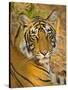 Bengal Tiger Resting Portrait, Ranthambhore Np, Rajasthan, India-T.j. Rich-Stretched Canvas