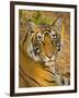 Bengal Tiger Resting Portrait, Ranthambhore Np, Rajasthan, India-T.j. Rich-Framed Premium Photographic Print