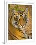 Bengal Tiger Resting Portrait, Ranthambhore Np, Rajasthan, India-T.j. Rich-Framed Premium Photographic Print