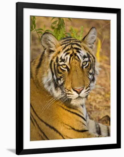 Bengal Tiger Resting Portrait, Ranthambhore Np, Rajasthan, India-T.j. Rich-Framed Premium Photographic Print