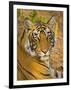 Bengal Tiger Resting Portrait, Ranthambhore Np, Rajasthan, India-T.j. Rich-Framed Premium Photographic Print