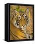 Bengal Tiger Resting Portrait, Ranthambhore Np, Rajasthan, India-T.j. Rich-Framed Stretched Canvas