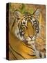 Bengal Tiger Resting Portrait, Ranthambhore Np, Rajasthan, India-T.j. Rich-Stretched Canvas