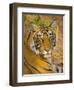 Bengal Tiger Resting Portrait, Ranthambhore Np, Rajasthan, India-T.j. Rich-Framed Photographic Print