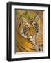 Bengal Tiger Resting Portrait, Ranthambhore Np, Rajasthan, India-T.j. Rich-Framed Photographic Print