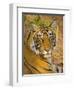 Bengal Tiger Resting Portrait, Ranthambhore Np, Rajasthan, India-T.j. Rich-Framed Photographic Print