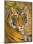 Bengal Tiger Resting Portrait, Ranthambhore Np, Rajasthan, India-T.j. Rich-Mounted Photographic Print