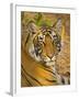 Bengal Tiger Resting Portrait, Ranthambhore Np, Rajasthan, India-T.j. Rich-Framed Photographic Print