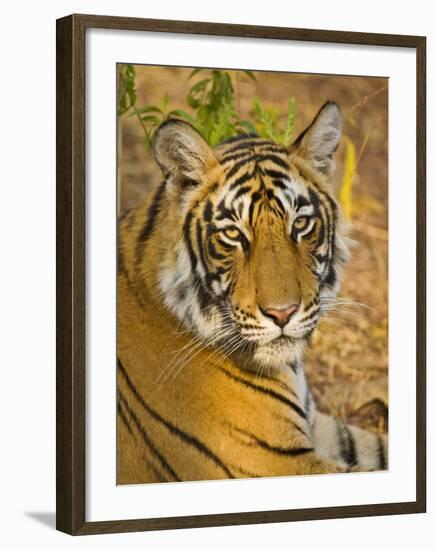 Bengal Tiger Resting Portrait, Ranthambhore Np, Rajasthan, India-T.j. Rich-Framed Photographic Print