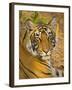 Bengal Tiger Resting Portrait, Ranthambhore Np, Rajasthan, India-T.j. Rich-Framed Photographic Print