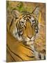 Bengal Tiger Resting Portrait, Ranthambhore Np, Rajasthan, India-T.j. Rich-Mounted Photographic Print