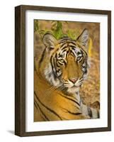 Bengal Tiger Resting Portrait, Ranthambhore Np, Rajasthan, India-T.j. Rich-Framed Photographic Print