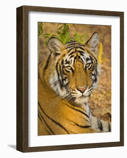 Bengal Tiger Resting Portrait, Ranthambhore Np, Rajasthan, India-T.j. Rich-Framed Photographic Print