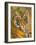 Bengal Tiger Resting Portrait, Ranthambhore Np, Rajasthan, India-T.j. Rich-Framed Photographic Print