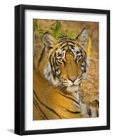 Bengal Tiger Resting Portrait, Ranthambhore Np, Rajasthan, India-T.j. Rich-Framed Photographic Print