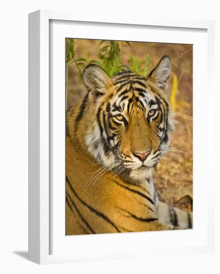 Bengal Tiger Resting Portrait, Ranthambhore Np, Rajasthan, India-T.j. Rich-Framed Photographic Print