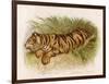 Bengal Tiger Resting-Brittan-Framed Art Print